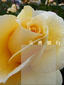 交通银行信用卡逾期费如何算 交通银行信用卡逾期费如何算