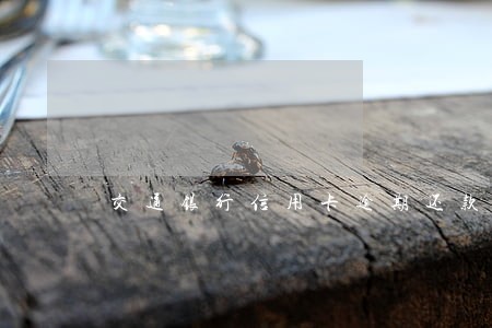 交通银行信用卡逾期还款新政策 交通银行信用卡逾期还款新政策