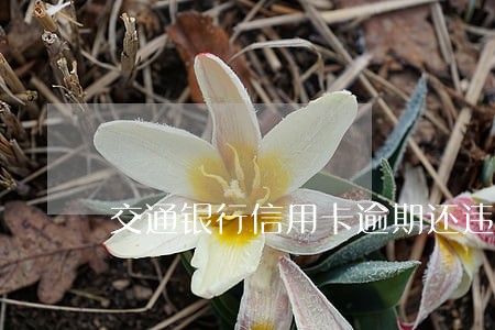 交通银行信用卡逾期还违约金