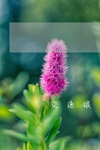 交通银行信用卡逾期违约责任 交通银行信用卡逾期违约责任