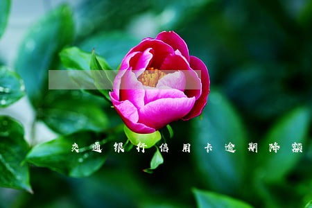 交通银行信用卡逾期降额度吗