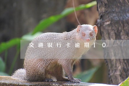 交通银行卡逾期10