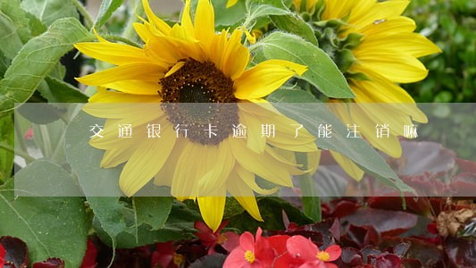 交通银行卡逾期了能注销嘛 交通银行卡逾期了能注销嘛