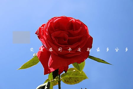 交通银行卡逾期最多分多少期 交通银行卡逾期最多分多少期