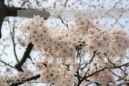 交通银行呆账只还本金可以吗 交通银行呆账只还本金可以吗