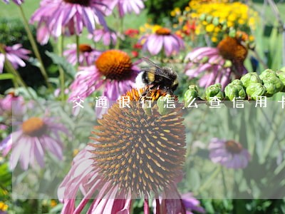 交通银行怎么查信用卡逾期 交通银行怎么查信用卡逾期