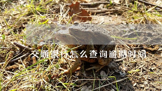 交通银行怎么查询逾期时间