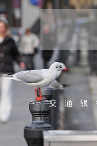 交通银行月供逾期 交通银行月供逾期