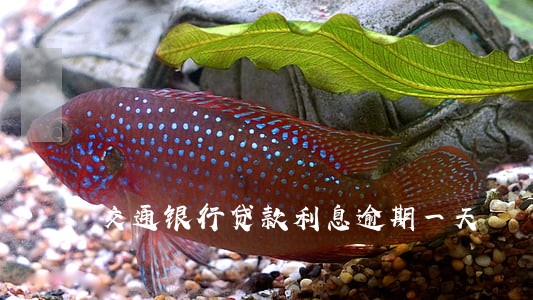 交通银行贷款利息逾期一天 交通银行贷款利息逾期一天