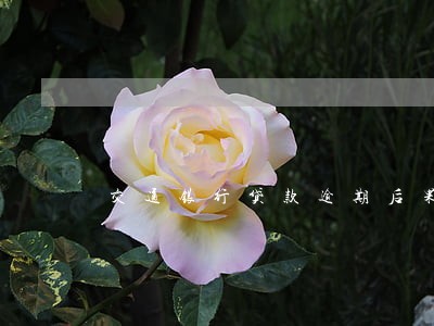 交通银行贷款逾期后果 交通银行贷款逾期后果