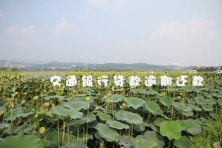 交通银行贷款逾期还款 交通银行贷款逾期还款