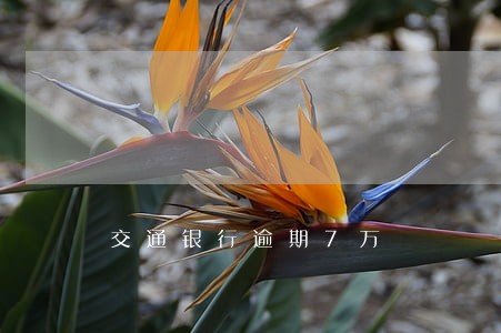 交通银行逾期7万 交通银行逾期7万