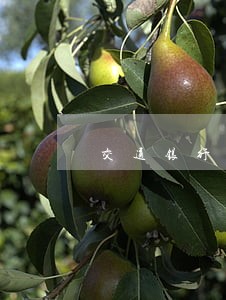 交通银行逾期了使劲打电话 交通银行逾期了使劲打电话