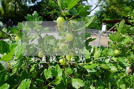 交通银行逾期了四天