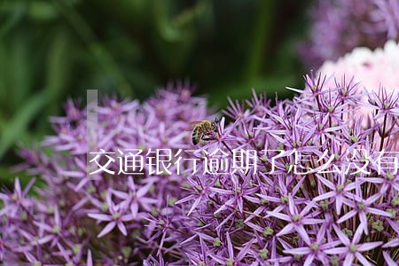 交通银行逾期了怎么没有催收