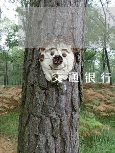 交通银行逾期了调查组