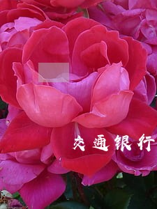 交通银行逾期催收凶吗 交通银行逾期催收凶吗