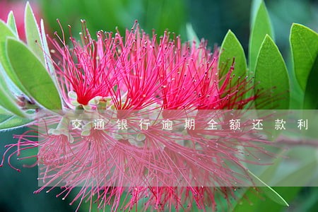 交通银行逾期全额还款利息 交通银行逾期全额还款利息