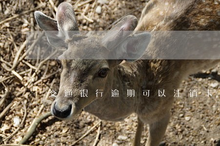 交通银行逾期可以注销卡吗 交通银行逾期可以注销卡吗