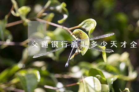 交通银行逾期多少天才全额还款 交通银行逾期多少天才全额还款