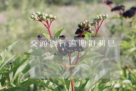 交通银行逾期扣利息 交通银行逾期扣利息