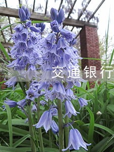 交通银行逾期罚款吗 交通银行逾期罚款吗