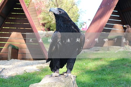 交通银行逾期证明哪下载 交通银行逾期证明哪下载