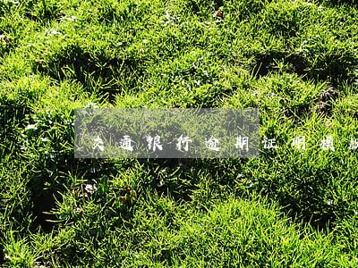 交通银行逾期证明模版