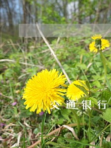交通银行逾期面谈没谈下来 交通银行逾期面谈没谈下来
