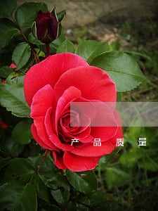 产品质量司法鉴定通用程序规范 产品质量司法鉴定通用程序规范