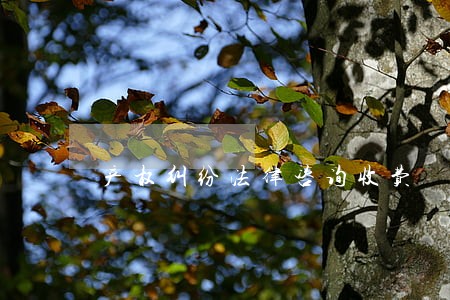 产权纠纷法律咨询收费 产权纠纷法律咨询收费