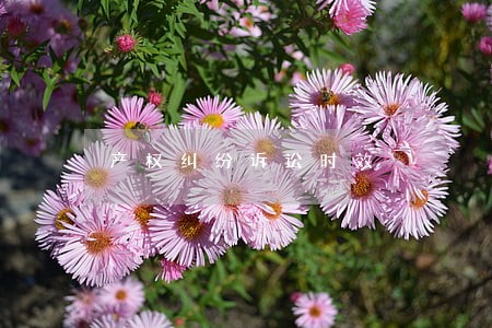 产权纠纷诉讼时效