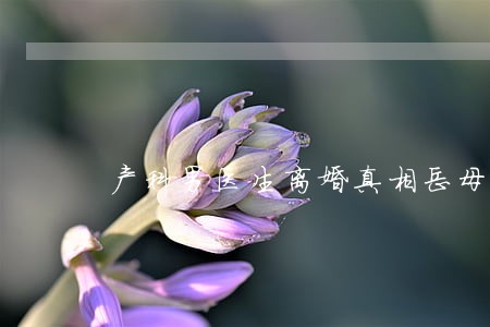 产科男医生离婚真相岳母知道