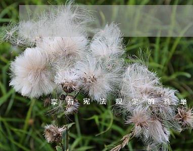享有宪法规定的选举权的事