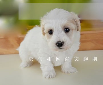京东和网商贷逾期 京东和网商贷逾期