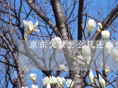 京东欠款怎么只还本金 京东欠款怎么只还本金
