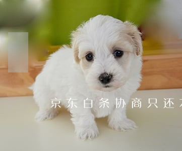 京东白条协商只还本金多久清账 京东白条协商只还本金多久清账