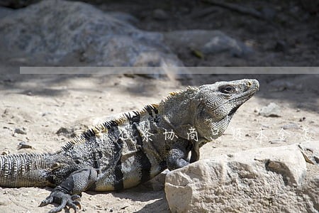 京东白条协商只还本金怎么还