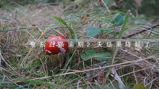 京东白条逾期2天结果降额了 京东白条逾期2天结果降额了
