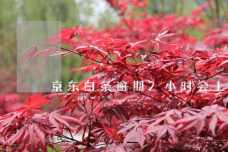 京东白条逾期2小时会上征信吗 京东白条逾期2小时会上征信吗