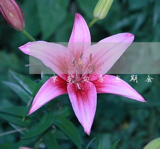 京东白条逾期会影响贷款嘛 京东白条逾期会影响贷款嘛