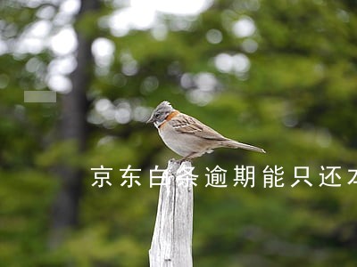 京东白条逾期能只还本金吗 京东白条逾期能只还本金吗