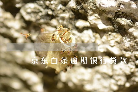 京东白条逾期银行贷款 京东白条逾期银行贷款