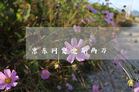京东网贷逾期两万 京东网贷逾期两万