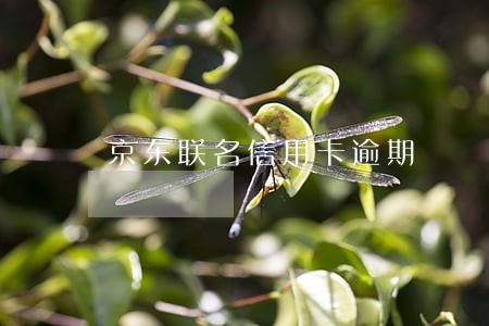 京东联名信用卡逾期 京东联名信用卡逾期