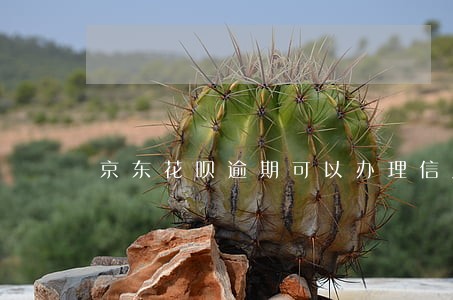 京东花呗逾期可以办理信用卡吗 京东花呗逾期可以办理信用卡吗