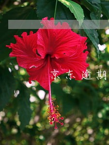 京东逾期了一年还能申请网贷吗 京东逾期了一年还能申请网贷吗