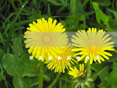 京东逾期其他网贷 京东逾期其他网贷