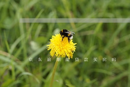 京东逾期能贷款买房吗 京东逾期能贷款买房吗