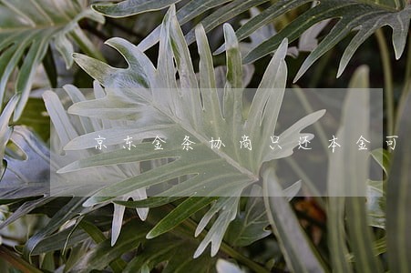 京东金条协商只还本金可以吗 京东金条协商只还本金可以吗